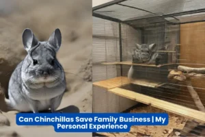 Can Chinchillas Save Family Business