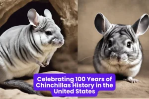 Chinchillas History in the United States A Brief History